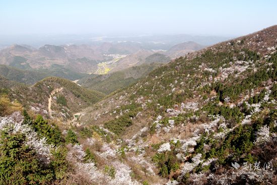 山上櫻花，山下油菜.jpg